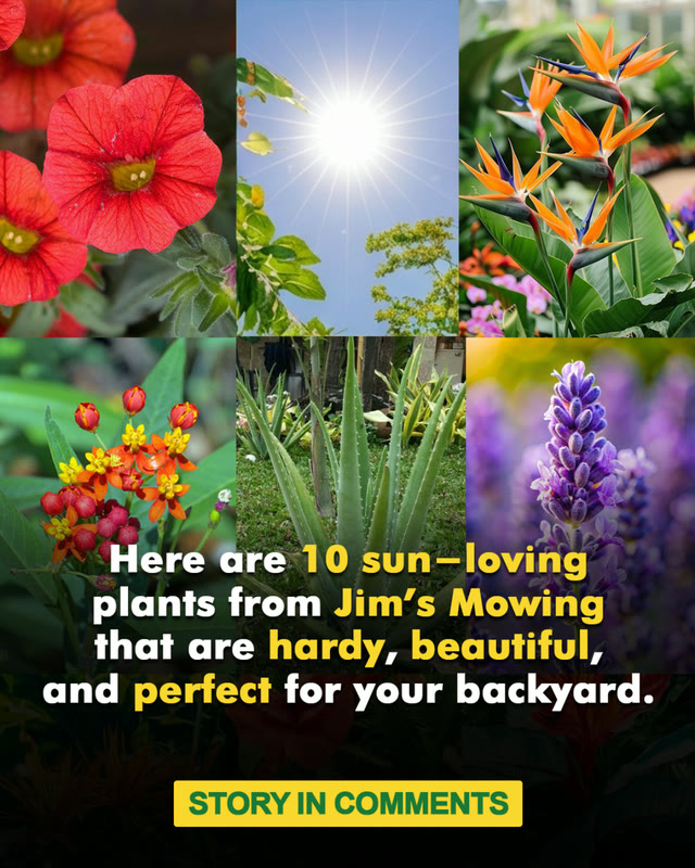 Social post: 10 sun-loving plants